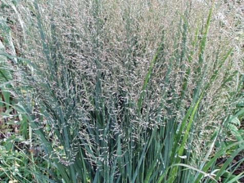 Types of Ornamental Grasses
