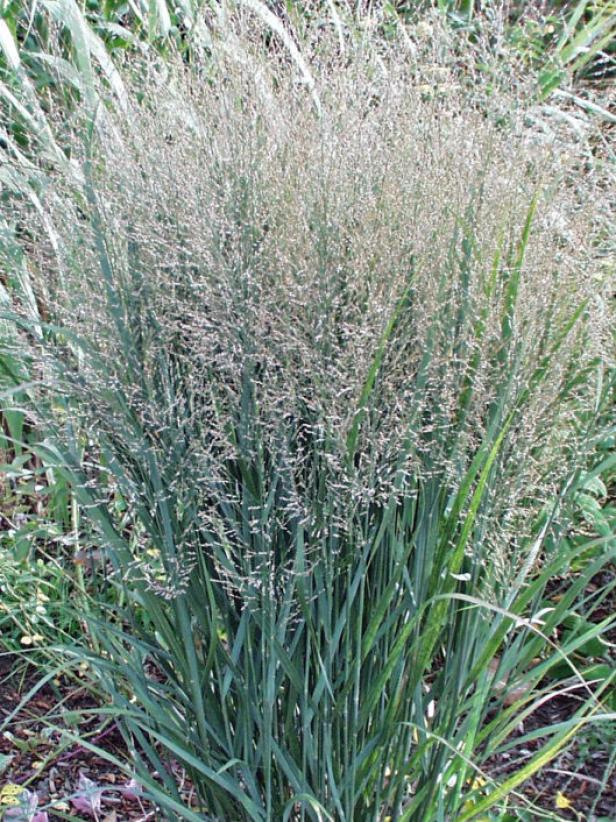 types of ornamental grasses hgtv