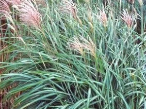 grass_huron-blush_walters2