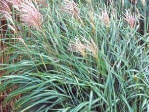 types of tall grasses