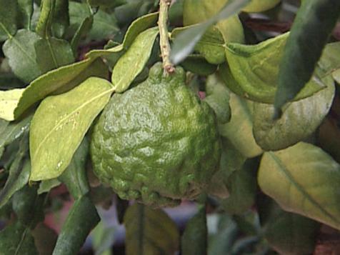 Grow a Kaffir Lime Tree Indoors