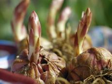 Can bulbs survive the winter (and chinooks) in a pot?
