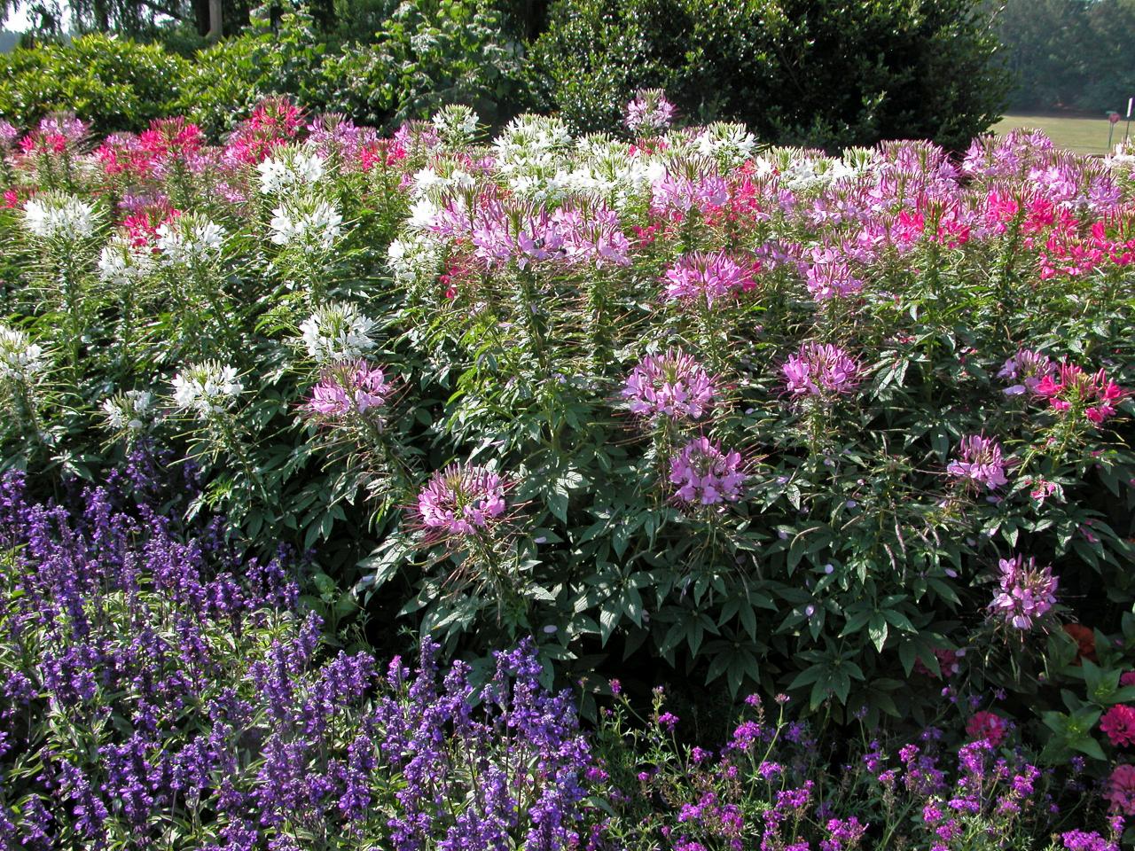 Deer Resistant Annuals Hgtv