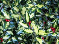 variegated-holly