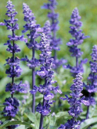 Lavender Flowers How To Grow And Use This Versatile Herb Hgtv