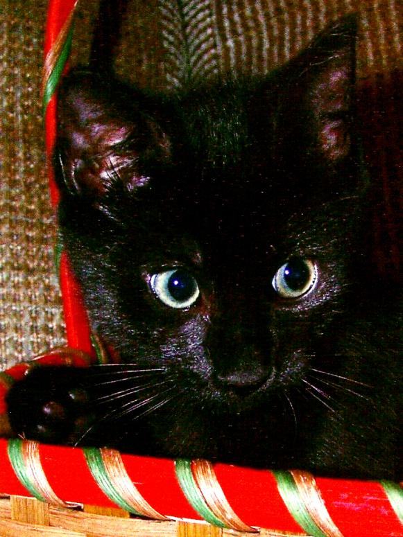 photo-tips-mhaley-black-cat-in-basket