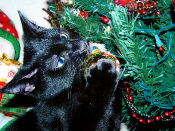 photo-tips-mhaley-black-cat-plays-with-ornament