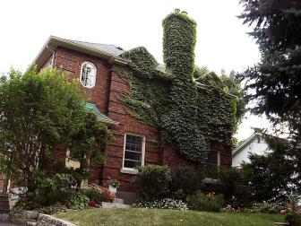 Ivy on the House