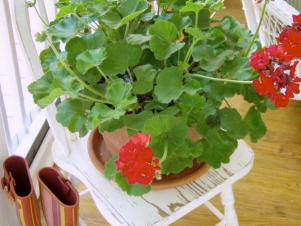 Flowering Plant in Pot on Chair