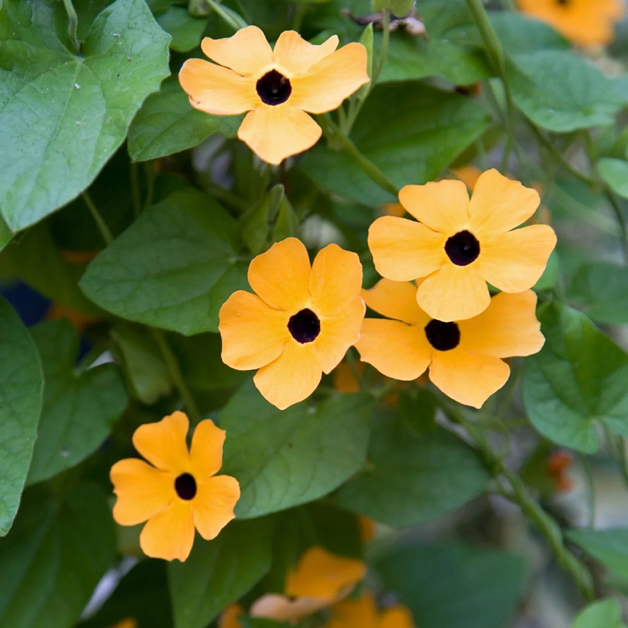 Black eyed susan vine discount