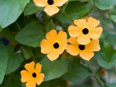 Trumpet Vine Is A Beautiful But Invasive Vine Hgtv