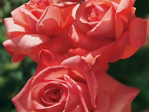 Q&A: Planting Roses in February
