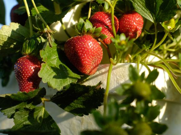 Close-up of strawberries on the vine. 