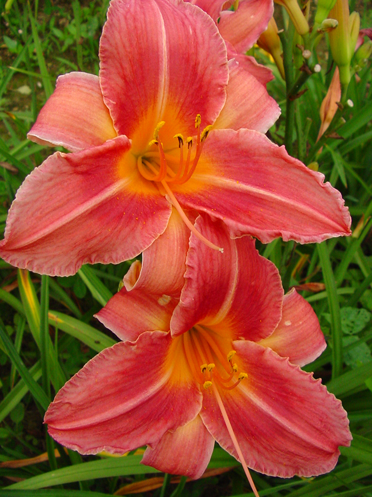 all dream long a flower storm