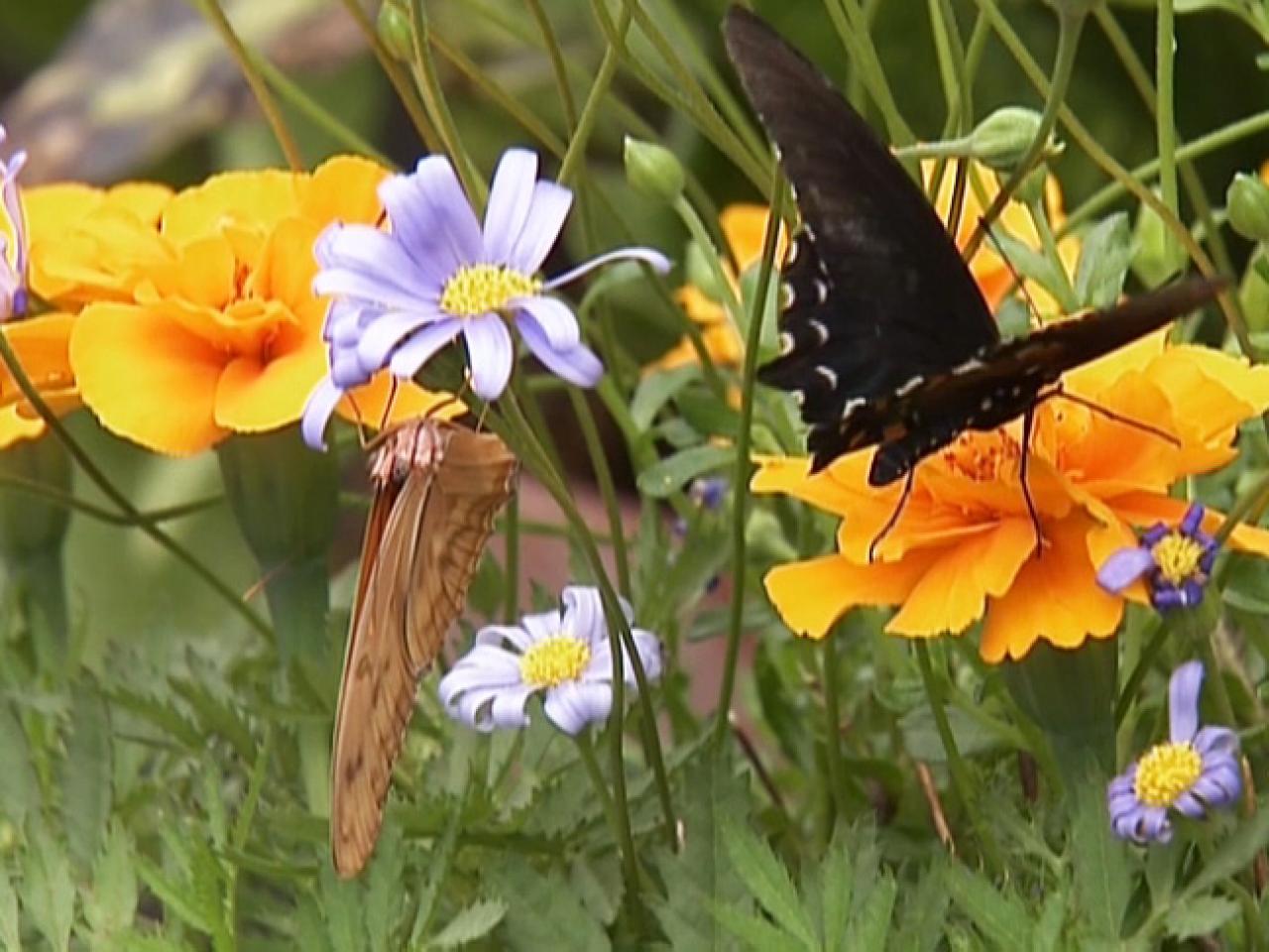 Attracting Butterflies to the Garden | HGTV