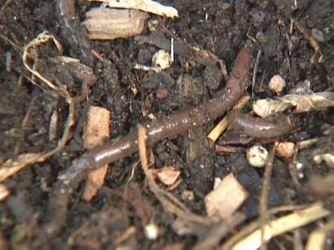 Earthworms: Nature's Rototillers