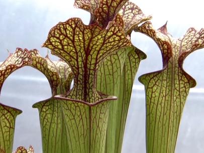 https://hgtvhome.sndimg.com/content/dam/images/hgtv/fullset/2009/7/14/0/gby1903-3a_pitcher-plant2_s4x3.jpg.rend.hgtvcom.406.305.suffix/1400949217388.jpeg