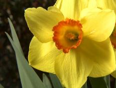 gby1902-1_daffodil_s4x3