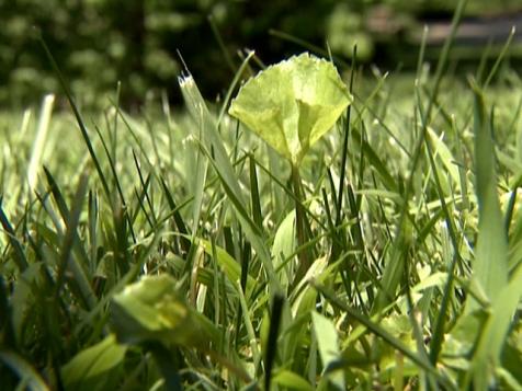 Beneficial Clover in Lawns