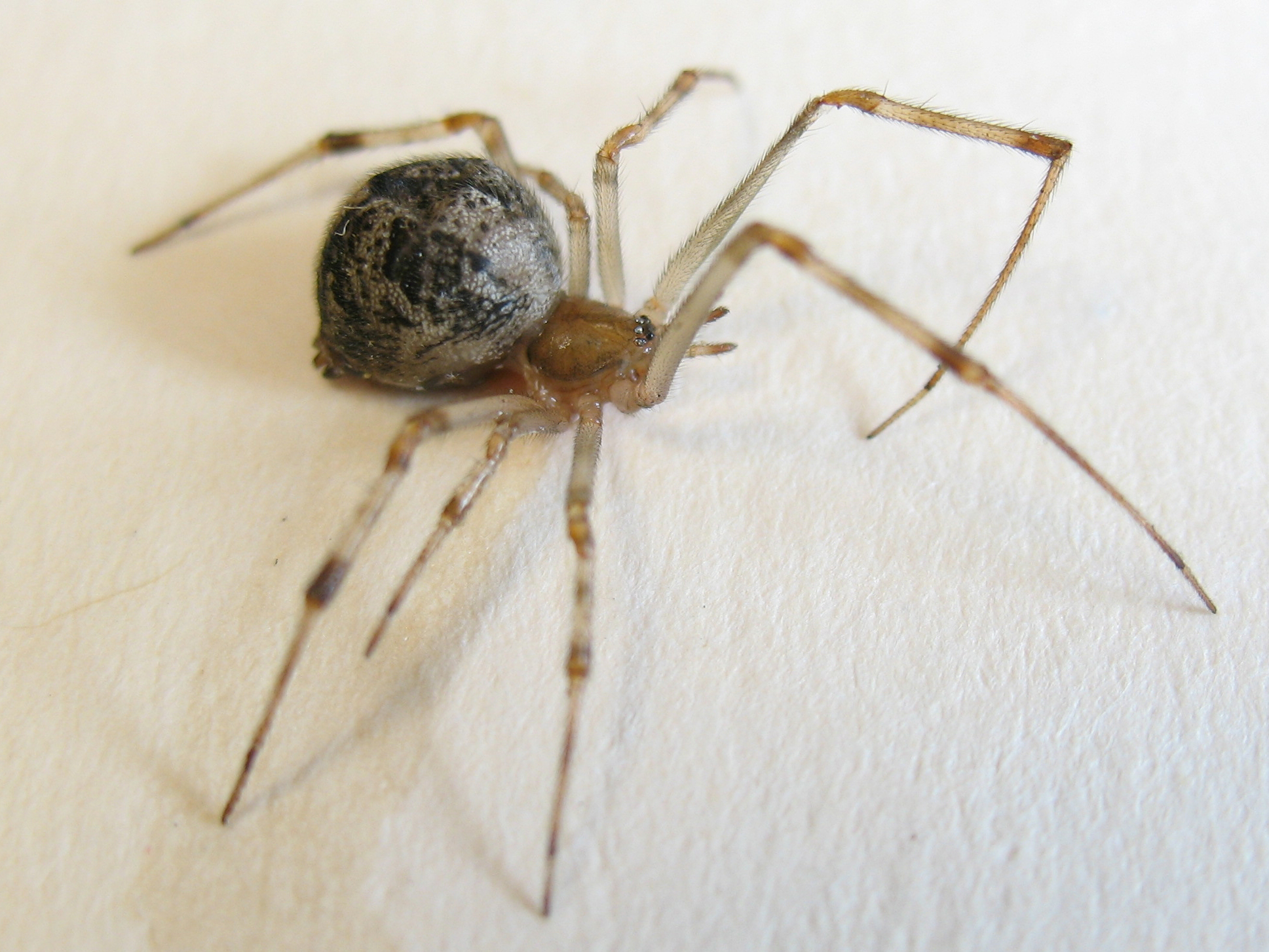 house spider