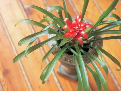 How to Grow Tropical Plants Indoors