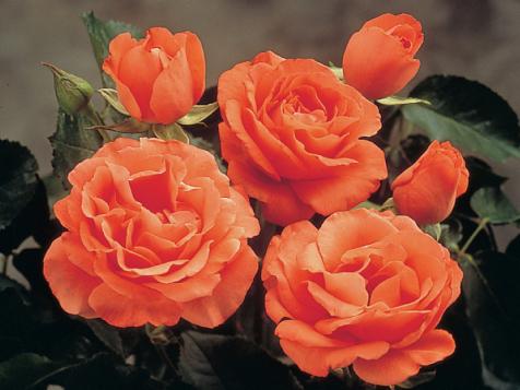 Everything You Need to Know About Roses