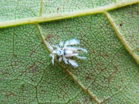 Asian Woolly Hackberry Aphid