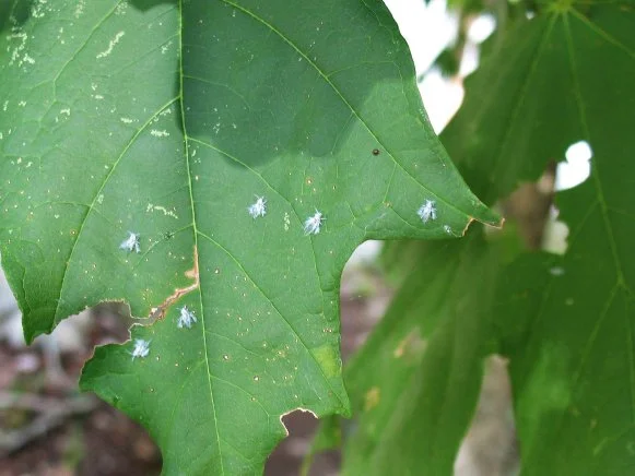 Wooly Hackberry Aphids