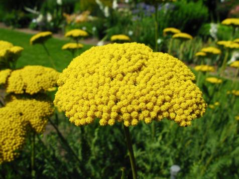 Planting and Growing Yarrow