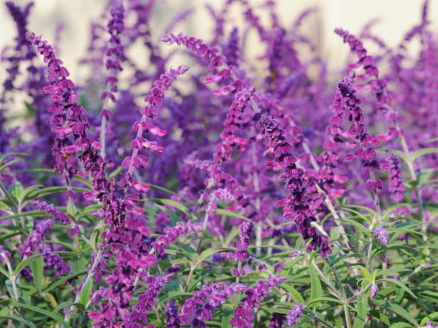 Purple Mexican Bush Sage | HGTV