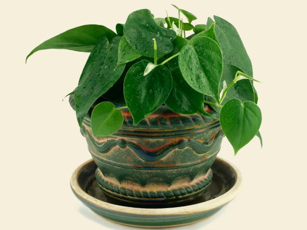 Heart-Leaf Philodendron with Heart-Shaped Leaves