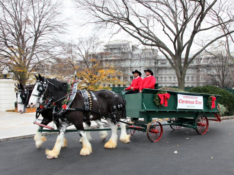 Horse and Buggy Carrying White House Christmas Tree
