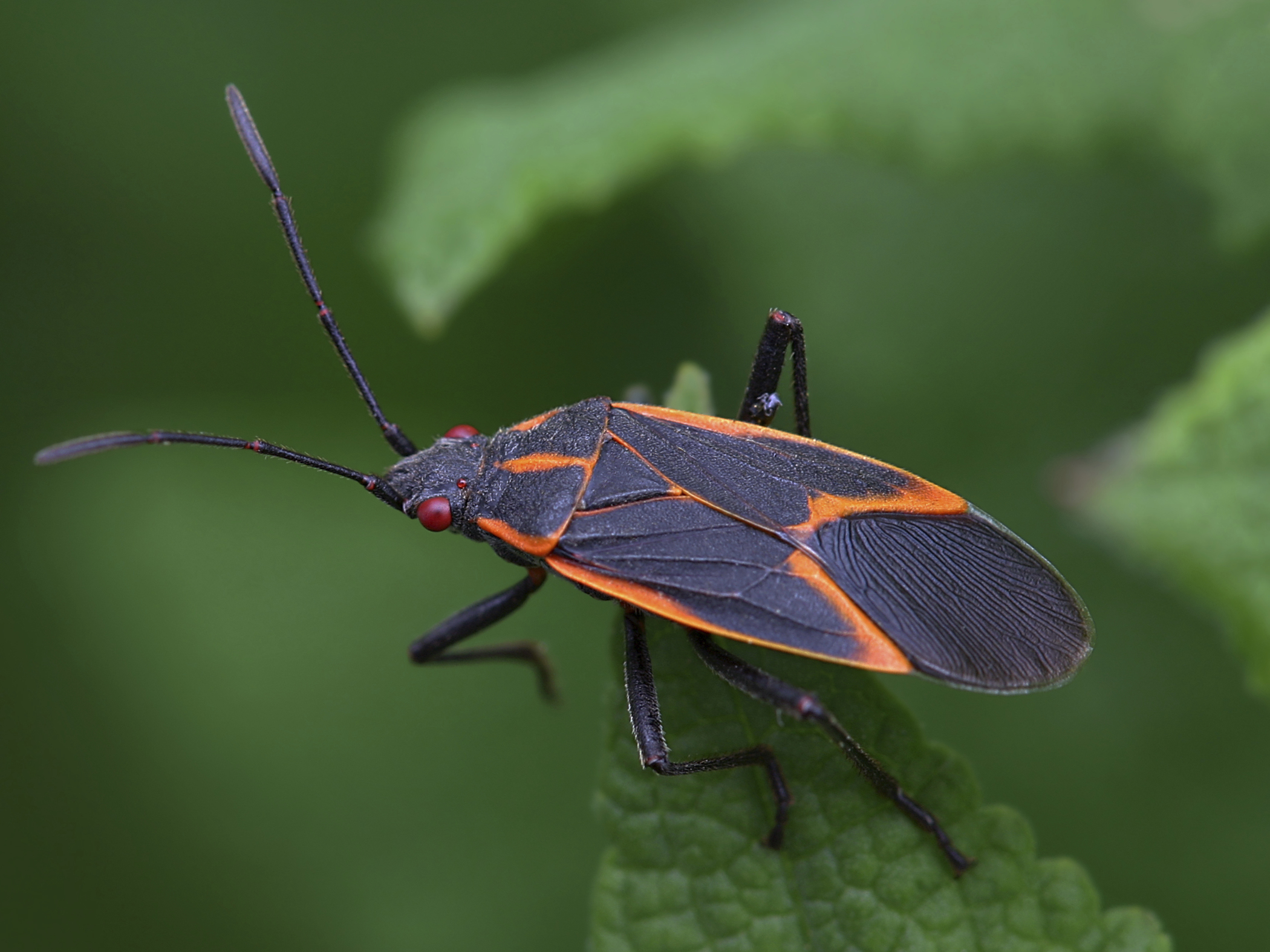 black bug with red stripes on wings box elder