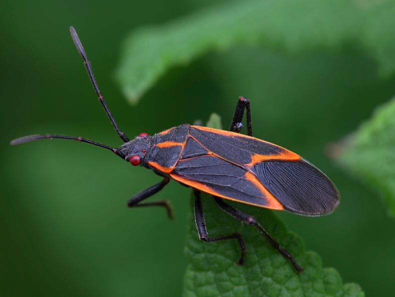 Box Elder Bug