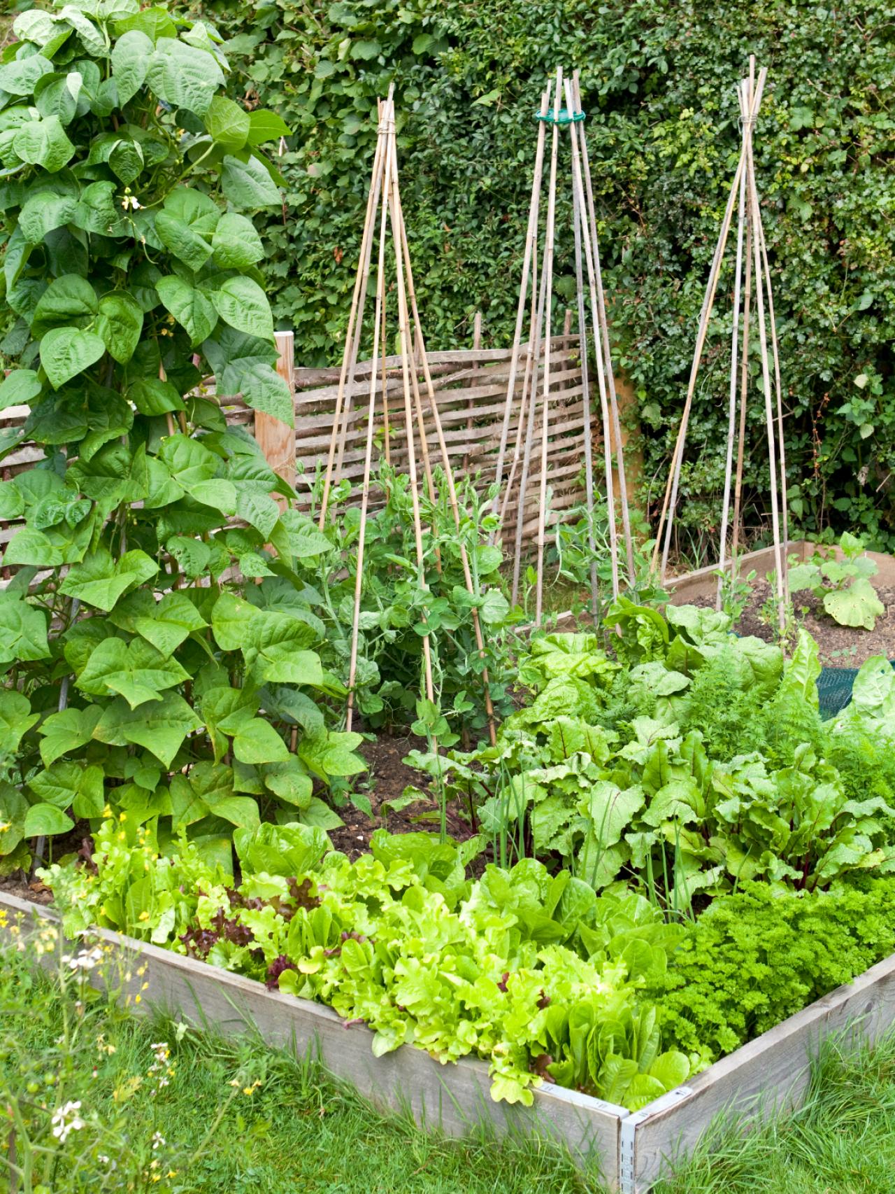 Home Garden Vegetable Patch