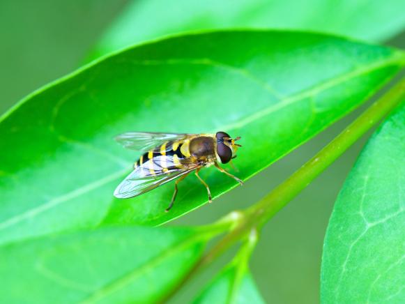 Hoverfly on a Green Leaf