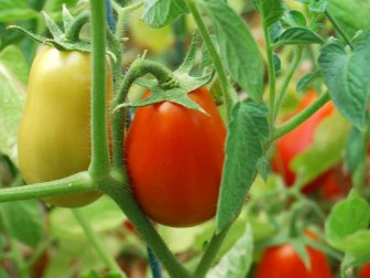 Roma Tomatoes