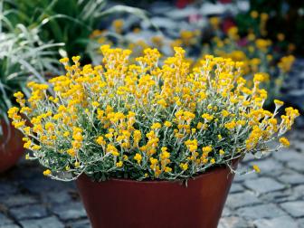 Annual Yellow Garden Flowers 