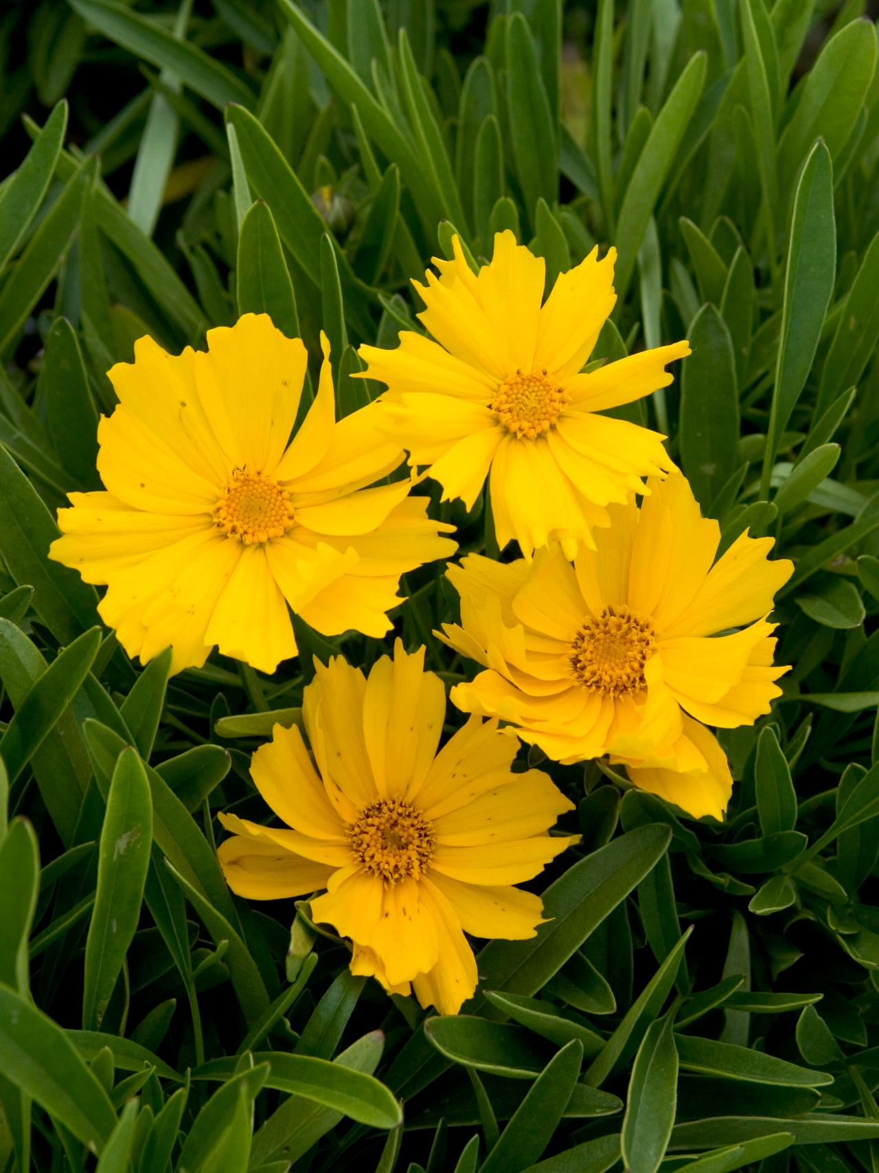 coreopsis flower: how to grow and care for coreopsis | hgtv