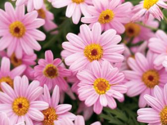 CI-Proven-Winners-Marguerite-daisy_Argyranthemum-frutescens-Molimba-pink_s3x4