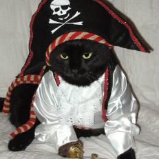 Halloween-UGC_Queen1Cat-pirate-costume_s3x4