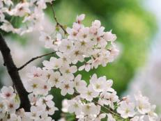 HGTV_flowering-tree-cherry-blossom-flower_s4x3