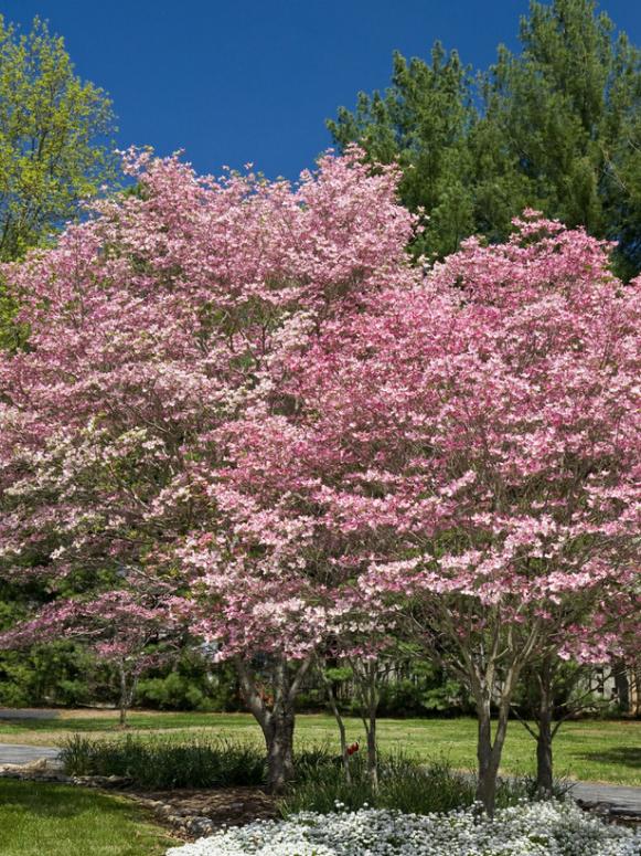 Disease-Resistant Dogwoods | HGTV