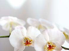 White Hot Orchid