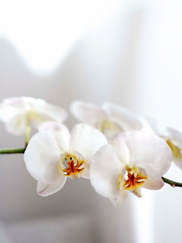 White Hot Orchid