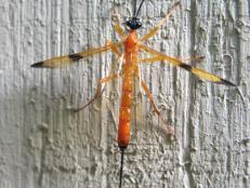 Beneficial Ichneumon Parasitoid Wasp