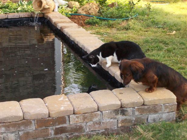 Dog and Cat With Brick Pond 