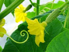 Yellow Cucumber Plant