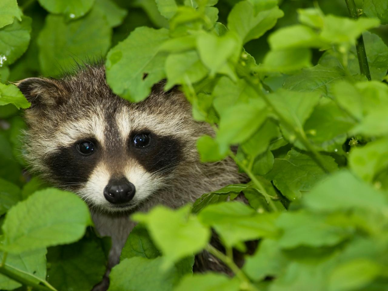 Thwarting Raccoons In The Garden Hgtv