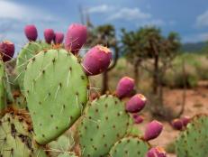 Prickly Pear Fruits